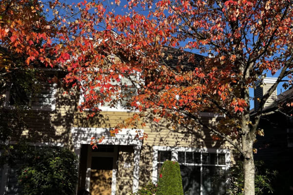 House sit in Vancouver, BC, Canada