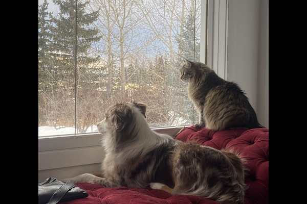 House sit in Calgary, AB, Canada