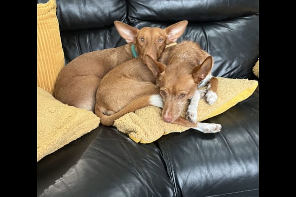 House sit in Durham, United Kingdom