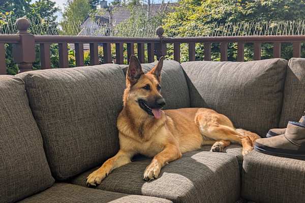 House sit in Dunblane, United Kingdom