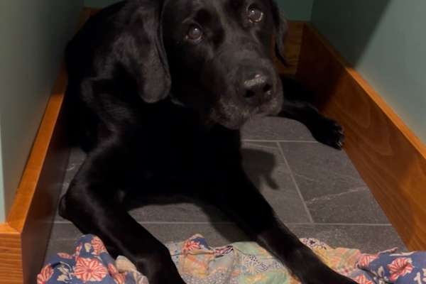 House sit in Windsor, VT, US