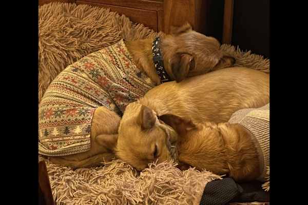 House sit in Amersham, United Kingdom
