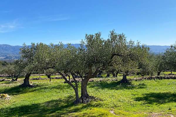 House sit in Xerta, Spain