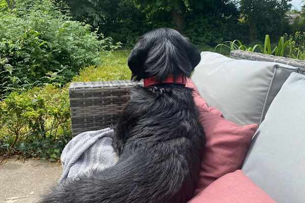 House sit in Wells, United Kingdom