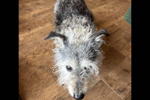 House sit in Treorchy, United Kingdom