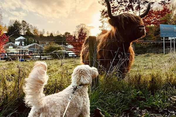 House sit in Ramsbottom, United Kingdom