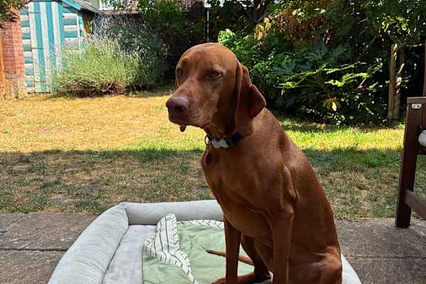 House sit in Streatham, United Kingdom