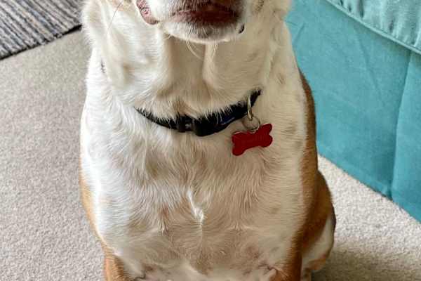 House sit in Crowborough, United Kingdom