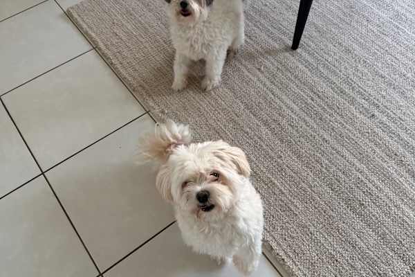 House sit in Cairns, QLD, Australia