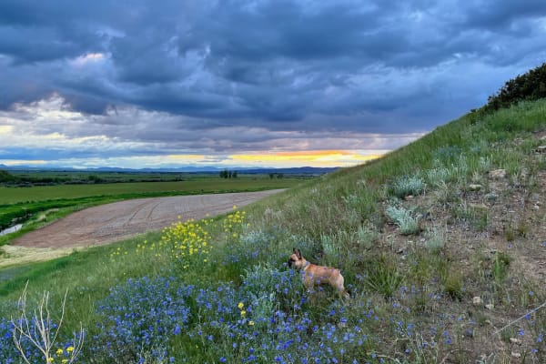 House sit in Belgrade, MT, US