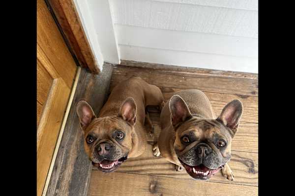 House sit in Palos Verdes Estates, CA, US