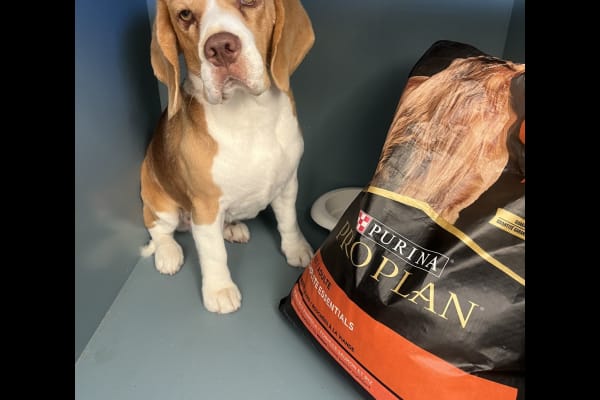 House sit in Carlsbad, CA, US