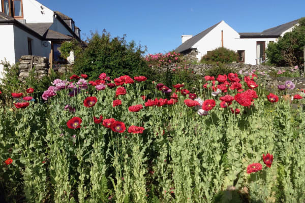 House sit in Schull, Ireland