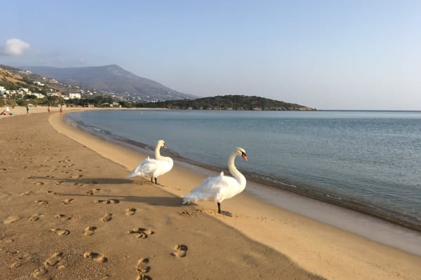 House sit in Gávrion, Greece