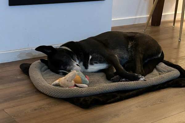 House sit in Marinha Grande, Portugal