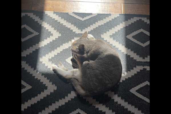 House sit in Petaluma, CA, US
