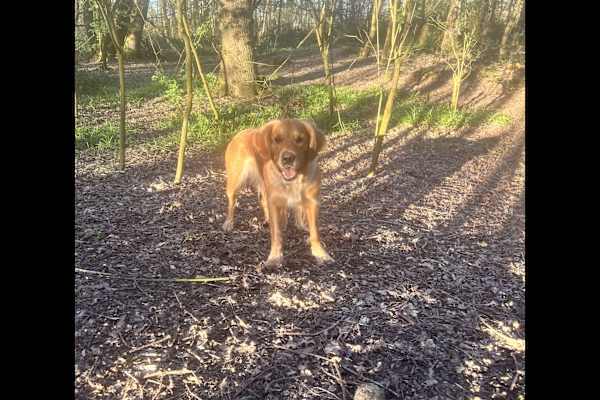 House sit in Wokingham, United Kingdom