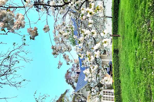 House sit in Port Arthur, TAS, Australia