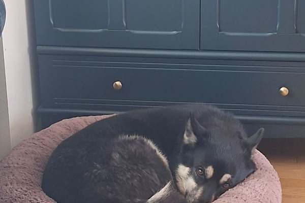 House sit in Calgary, AB, Canada