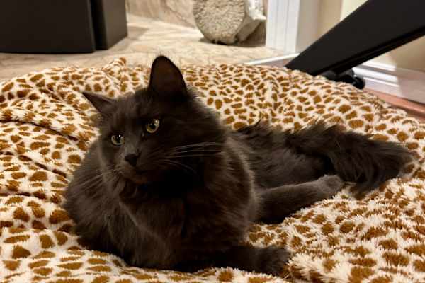 House sit in Kelowna, BC, Canada