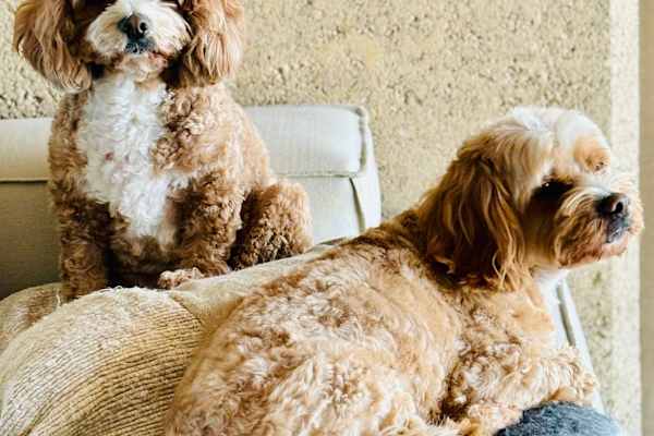 House sit in Nashua, NSW, Australia