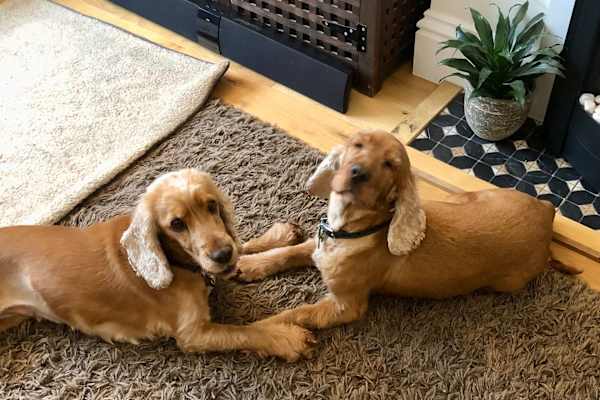 House sit in Royal Leamington Spa, United Kingdom