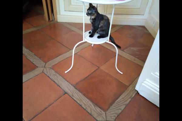 House sit in Bergerac, France