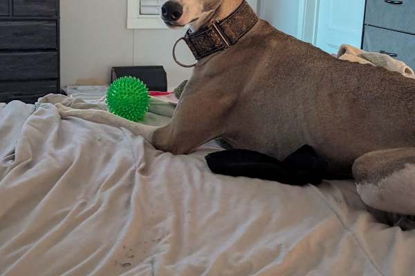 House sit in Chase, BC, Canada