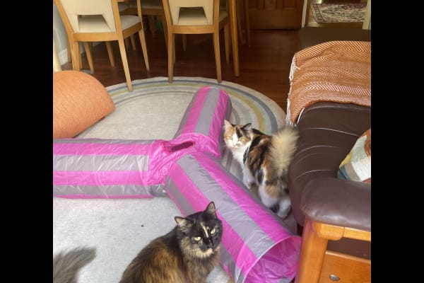 House sit in London, United Kingdom