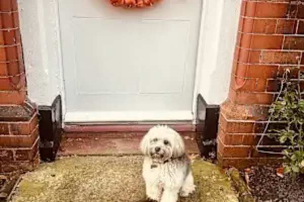 House sit in Chester, United Kingdom