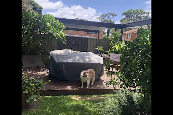 House sit in Scarborough, NSW, Australia