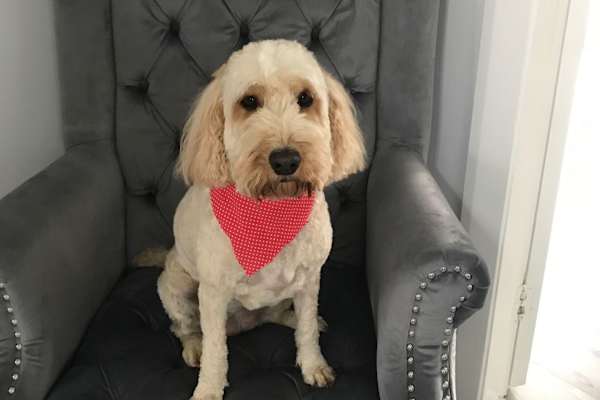 House sit in Alderley Edge, United Kingdom
