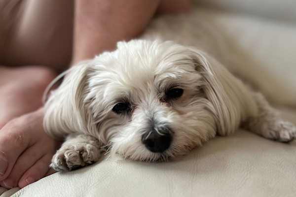 House sit in Phoenix, AZ, US