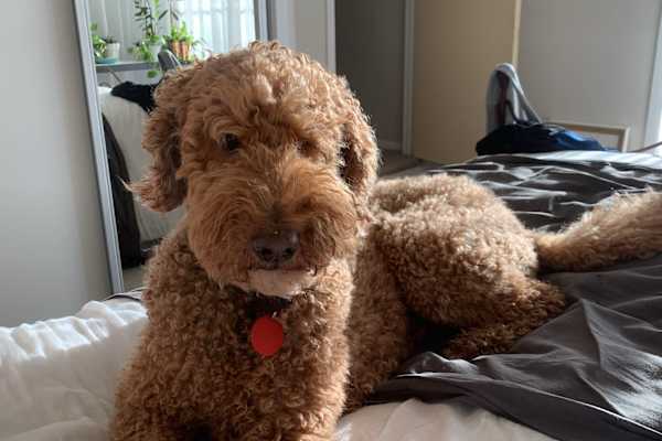 House sit in Auckland, New Zealand