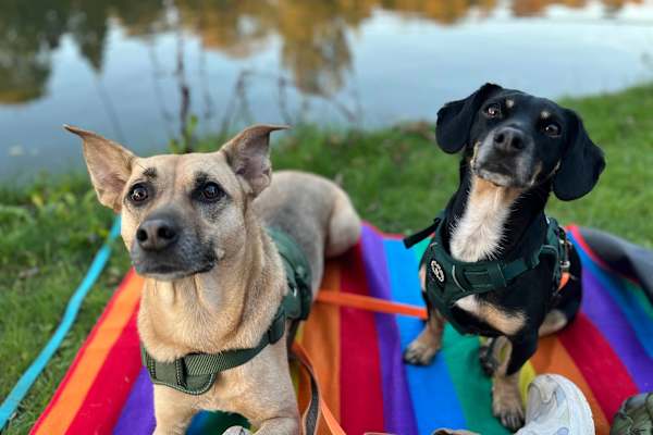 House sit in Reading, United Kingdom