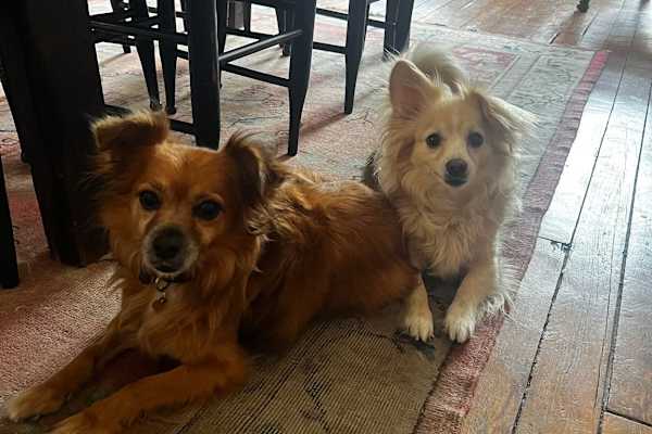 House sit in New York City, NY, US