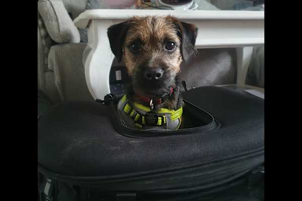 House sit in Dunfermline, United Kingdom