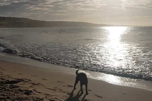 House sit in Gullane, United Kingdom