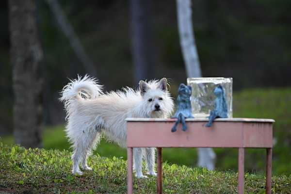House sit in Londonderry, VT, US