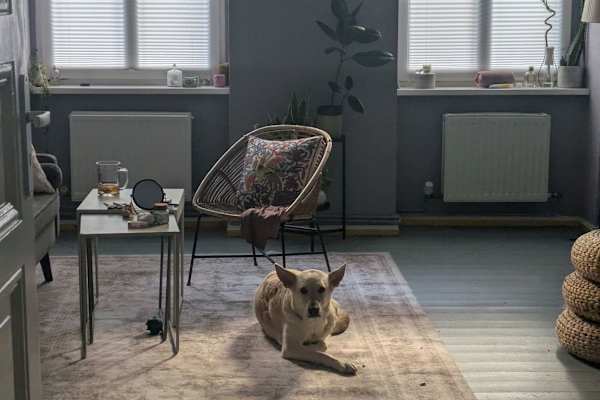 House sit in Berlin, Germany