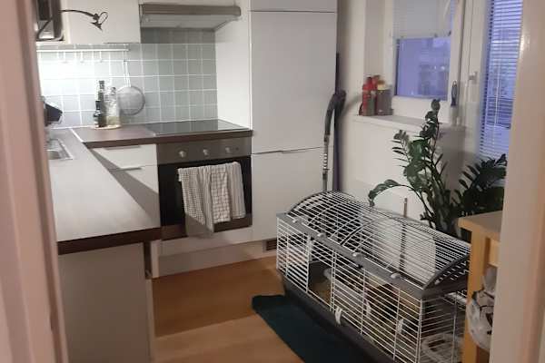 House sit in Bratislava, Slovakia