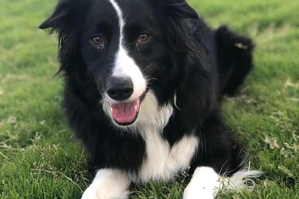 House sit in Grand Junction, CO, US