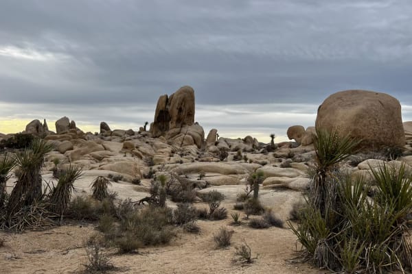 House sit in Twentynine Palms, CA, US