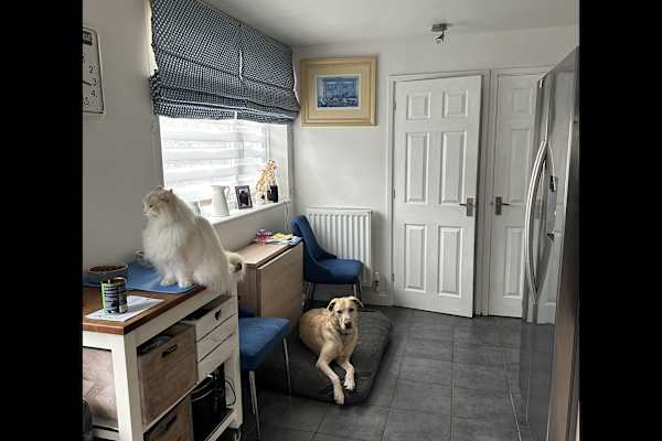 House sit in Wokingham, United Kingdom