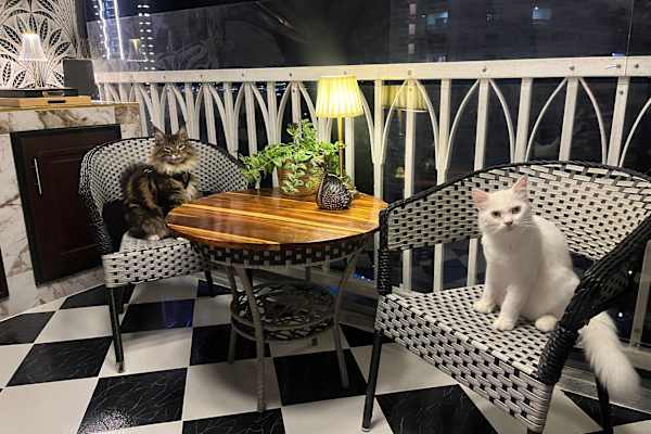 House sit in Bang Lamung, Thailand