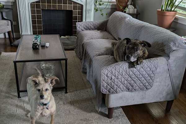 House sit in Oklahoma City, OK, US