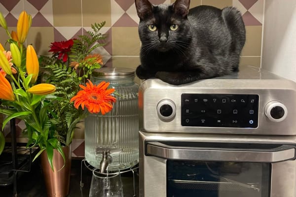 House sit in Barcelona, Spain