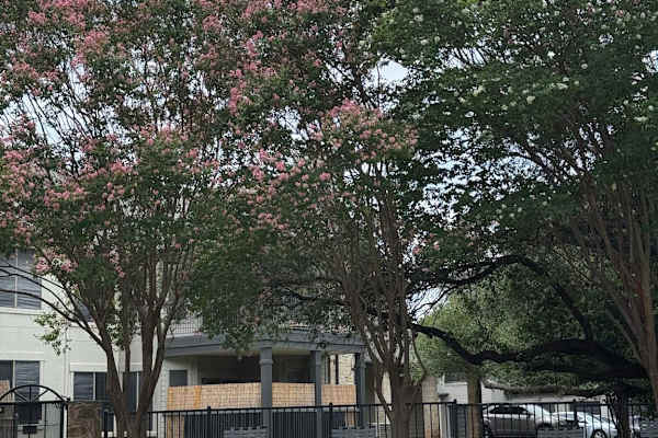 House sit in Austin, TX, US