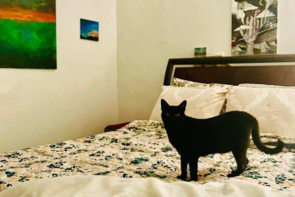 House sit in New Orleans, LA, US