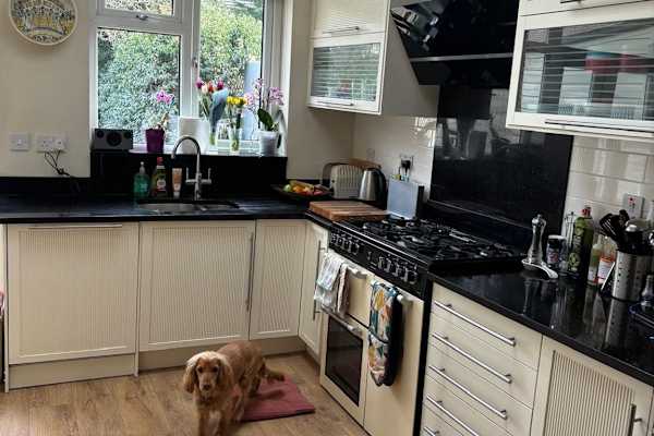 House sit in Kingston upon Thames, United Kingdom